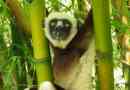 Crested indri - csodálatos trópusi főemlősök